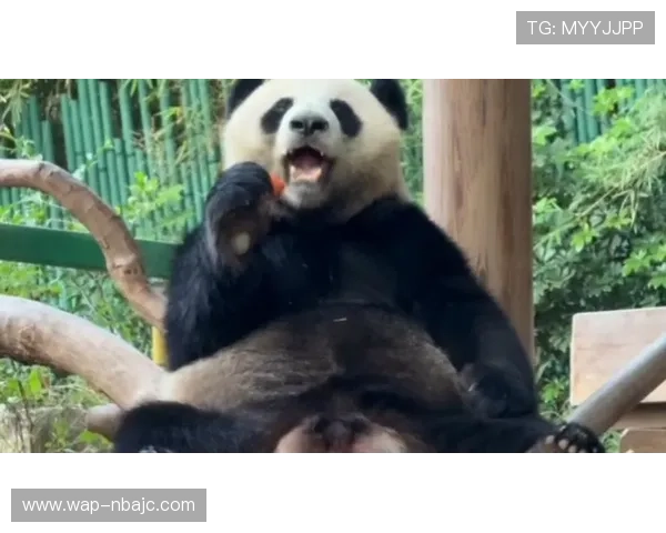 熊猫比分直播为用户提供高清比赛直播和详细比分统计，提升您的观赛体验和赛事了解深度